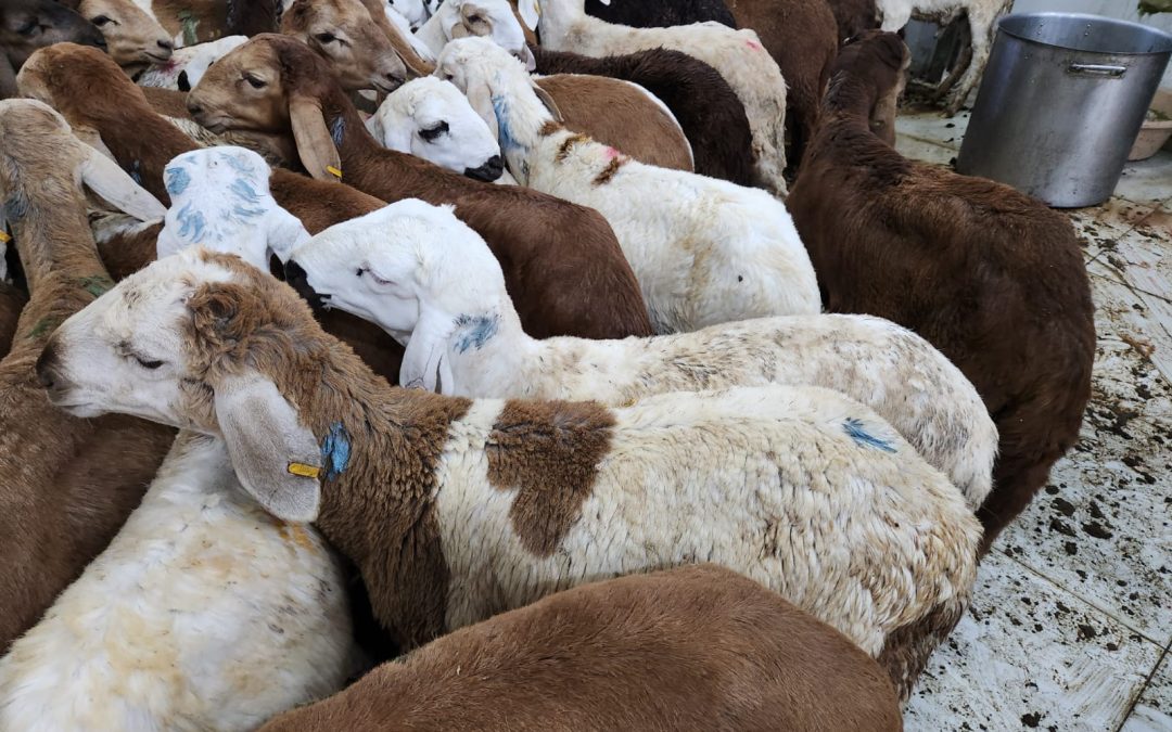 Mengenal Hikmah dan Pesan Kemanusiaan di Balik Perayaan Qurban